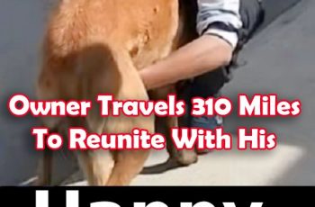 Owner Travels 310 Miles To Reunite With His Stolen Dog