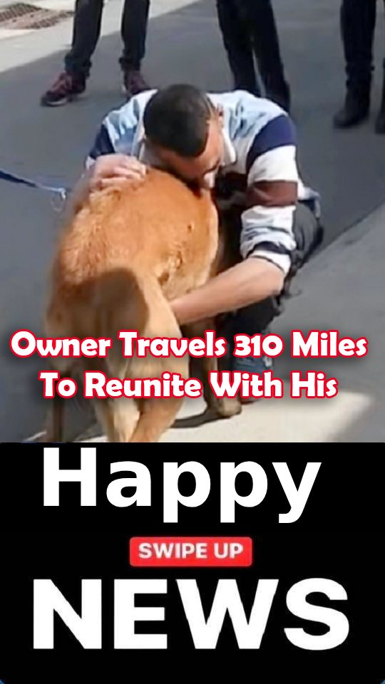 Owner Travels 310 Miles To Reunite With His Stolen Dog