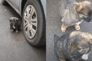 Two poor puppies were found lost, scared, and trembling after being starved for days